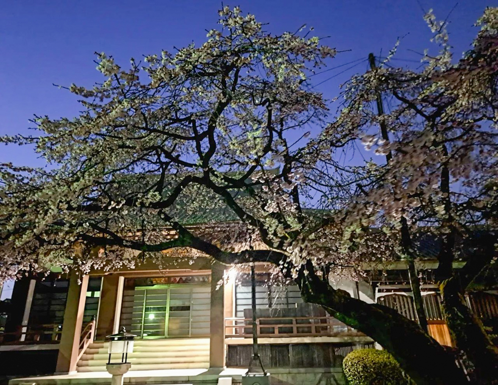 香積院、しだれ桜、ライトアップ、3月春の花、名古屋市昭和区の観光・撮影スポットの画像と写真