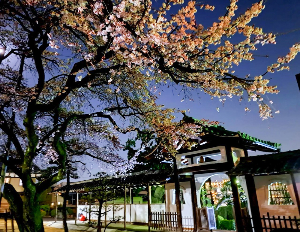 香積院、しだれ桜、ライトアップ、3月春の花、名古屋市昭和区の観光・撮影スポットの画像と写真