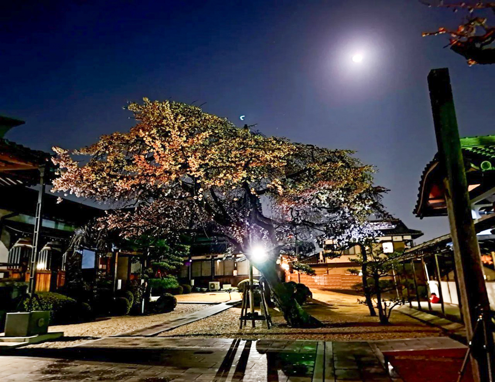 香積院、しだれ桜、ライトアップ、3月春の花、名古屋市昭和区の観光・撮影スポットの画像と写真