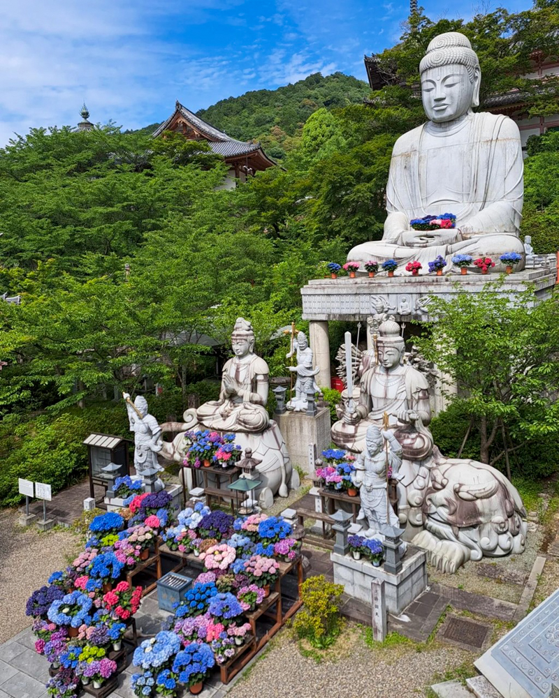 壷阪寺、あじさい、6月の夏の花、奈良県高市郡高取町の観光・撮影スポットの名所