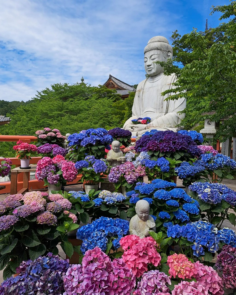 壷阪寺、あじさい、6月の夏の花、奈良県高市郡高取町の観光・撮影スポットの名所