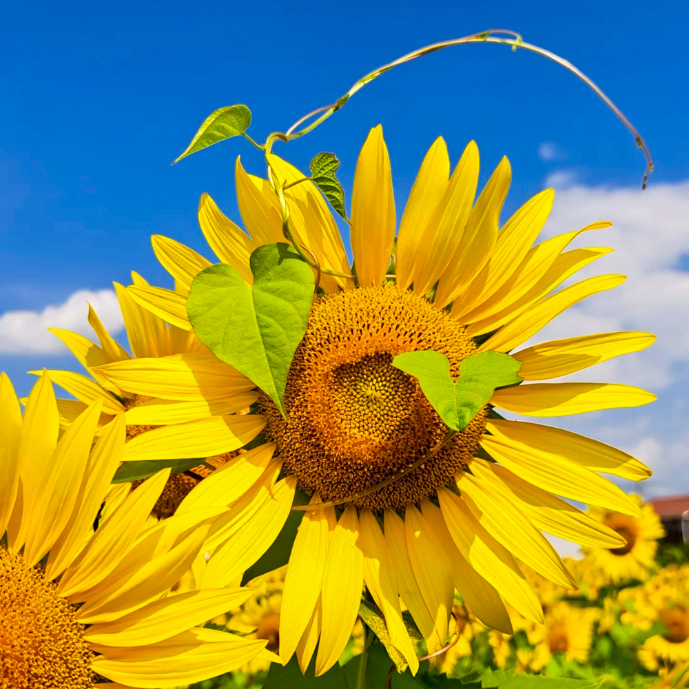 大口町ひまわり畑 (竹田地区)、7月の夏の花、愛知県大口町の観光・撮影スポットの名所