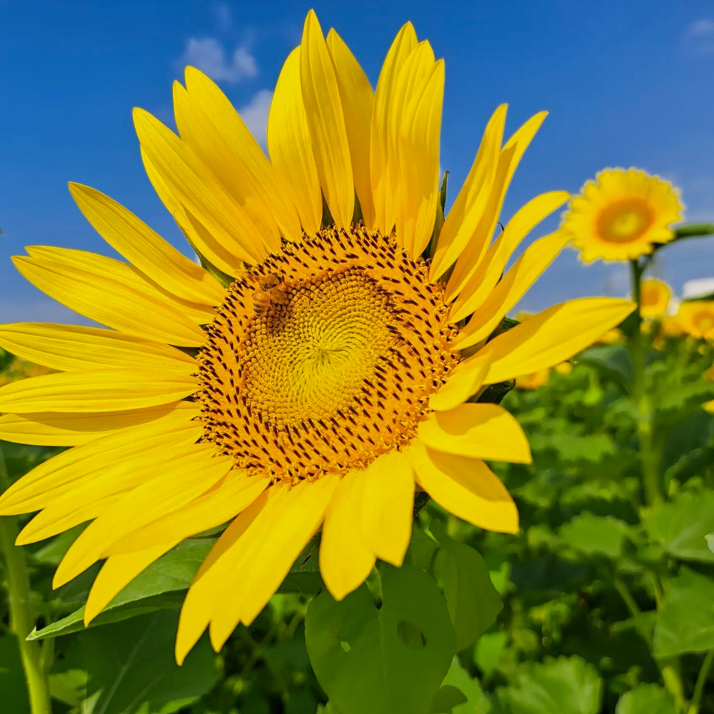 大口町ひまわり畑 (竹田地区)、7月の夏の花、愛知県大口町の観光・撮影スポットの名所