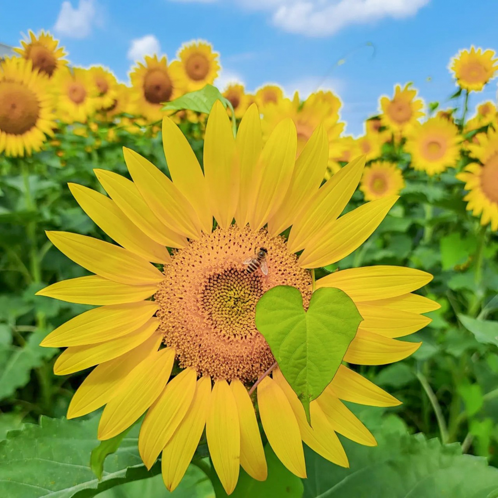 大口町ひまわり畑 (竹田地区)、7月の夏の花、愛知県大口町の観光・撮影スポットの名所