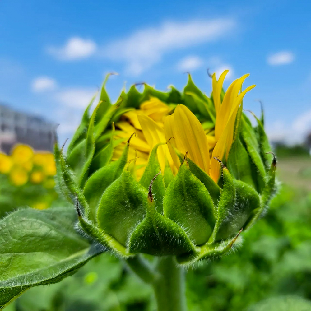 大口町ひまわり畑 (竹田地区)、7月の夏の花、愛知県大口町の観光・撮影スポットの名所