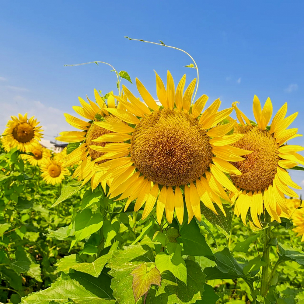 大口町ひまわり畑 (竹田地区)、7月の夏の花、愛知県大口町の観光・撮影スポットの名所