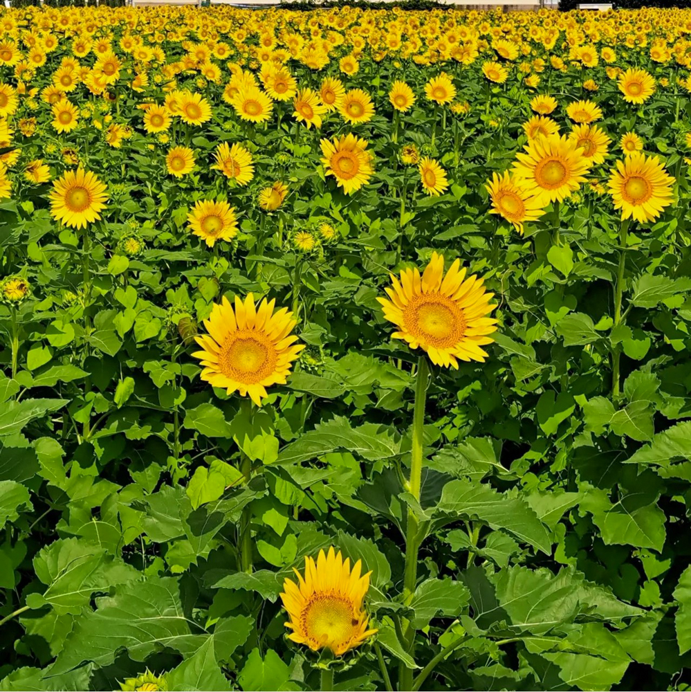 大口町ひまわり畑 (竹田地区)、7月の夏の花、愛知県大口町の観光・撮影スポットの名所