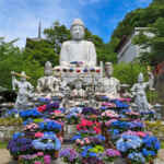 壷阪寺、あじさい、6月の夏の花、奈良県高市郡高取町の観光・撮影スポットの名所