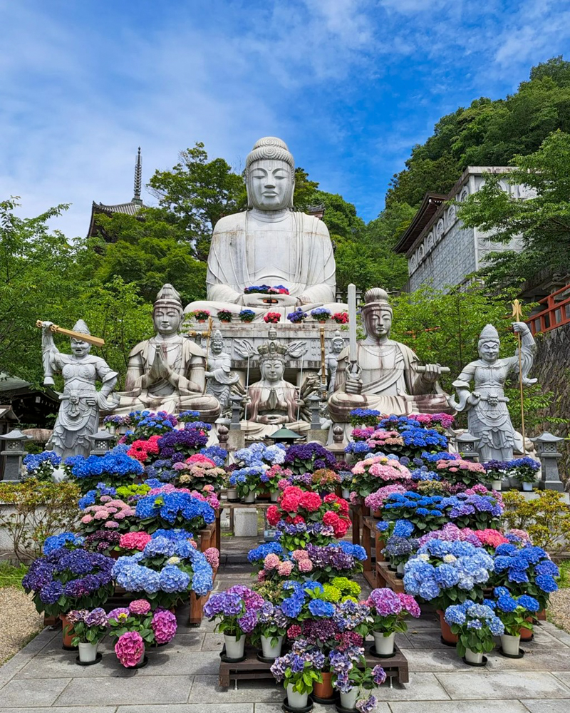 壷阪寺、あじさい、6月の夏の花、奈良県高市郡高取町の観光・撮影スポットの名所