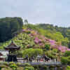 岐阜大龍寺、どうだんつつじ、春の花一般公開、4月春の花、岐阜県岐阜市の観光・撮影スポットの名所