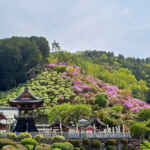 岐阜大龍寺、どうだんつつじ、春の花一般公開、4月春の花、岐阜県岐阜市の観光・撮影スポットの名所