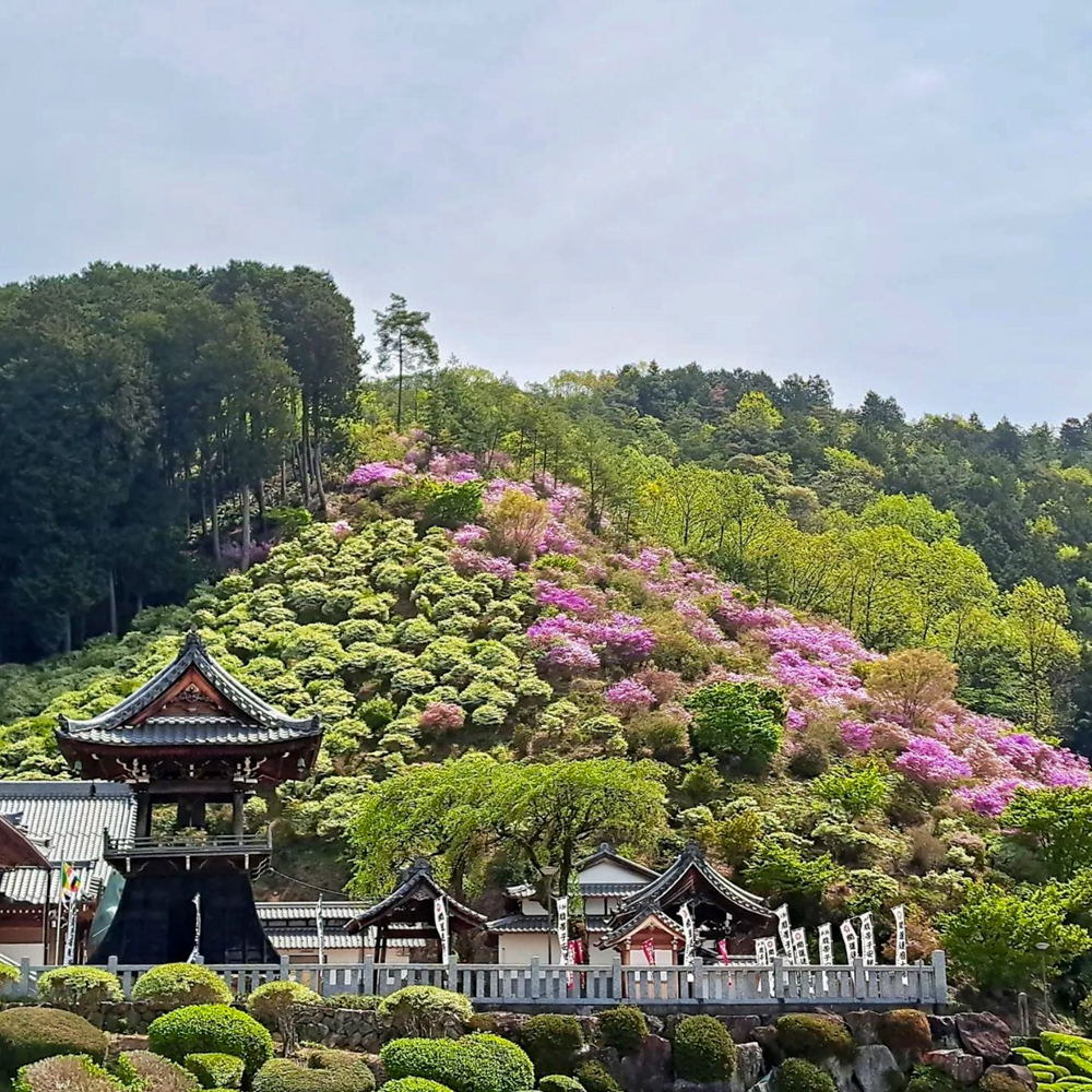 岐阜大龍寺、どうだんつつじ、春の花一般公開、4月春の花、岐阜県岐阜市の観光・撮影スポットの名所