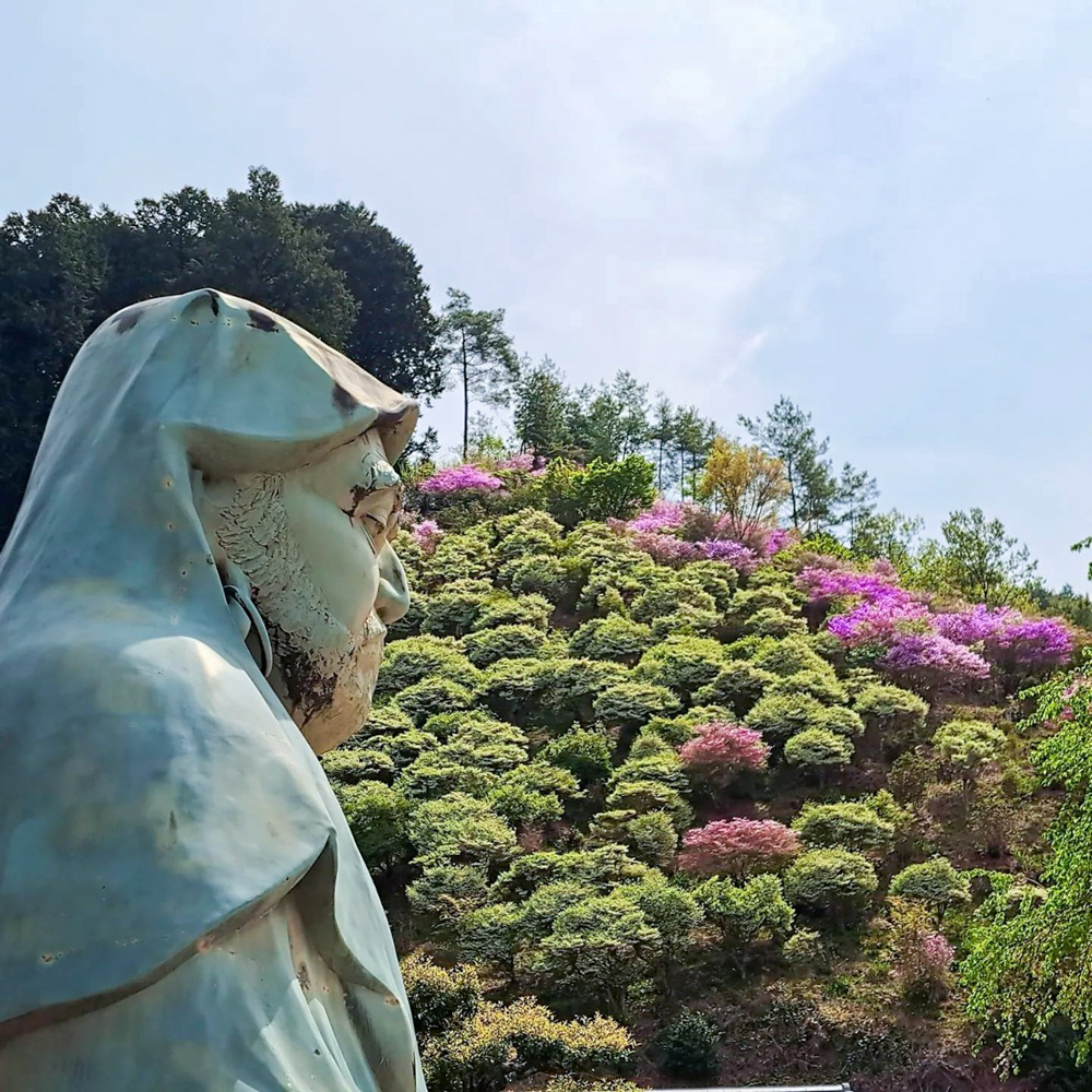 岐阜大龍寺、どうだんつつじ、春の花一般公開、4月春の花、岐阜県岐阜市の観光・撮影スポットの名所