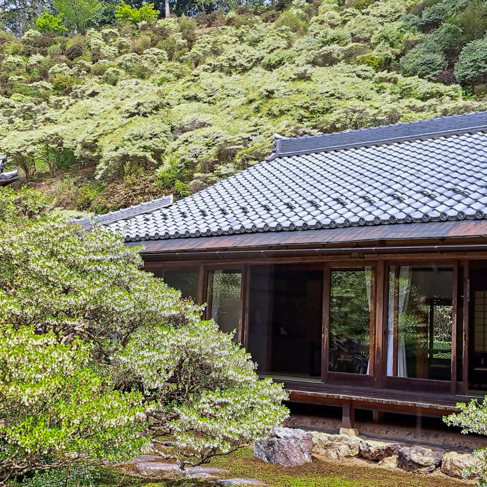 岐阜大龍寺、どうだんつつじ、春の花一般公開、4月春の花、岐阜県岐阜市の観光・撮影スポットの名所