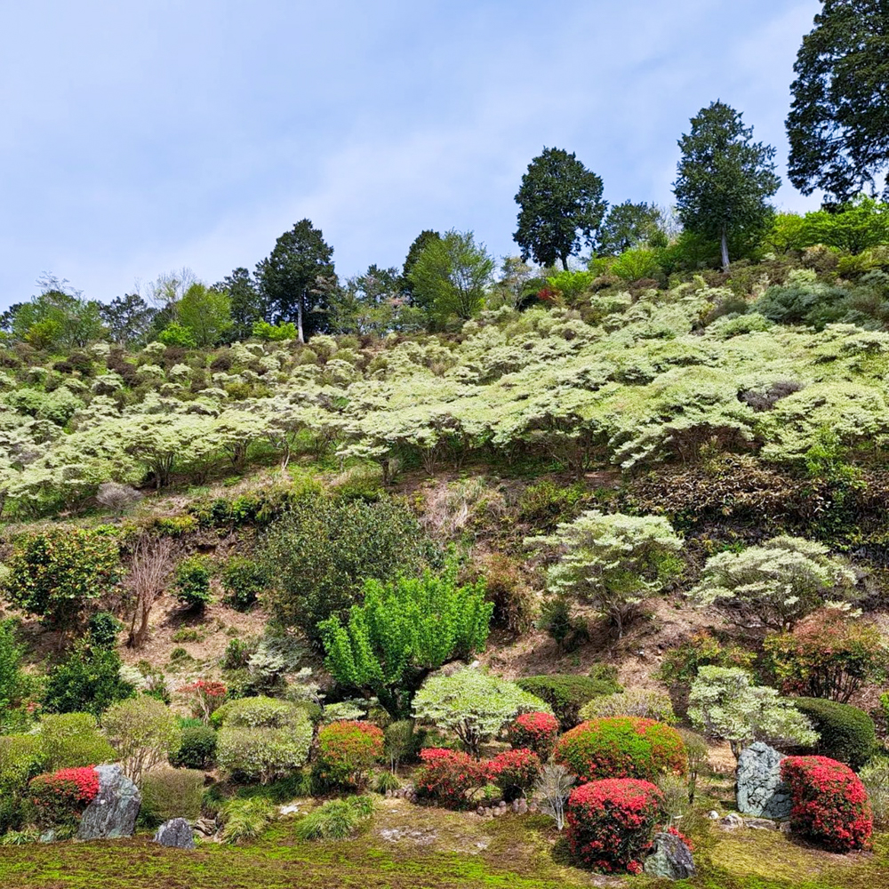 岐阜大龍寺、どうだんつつじ、春の花一般公開、4月春の花、岐阜県岐阜市の観光・撮影スポットの名所