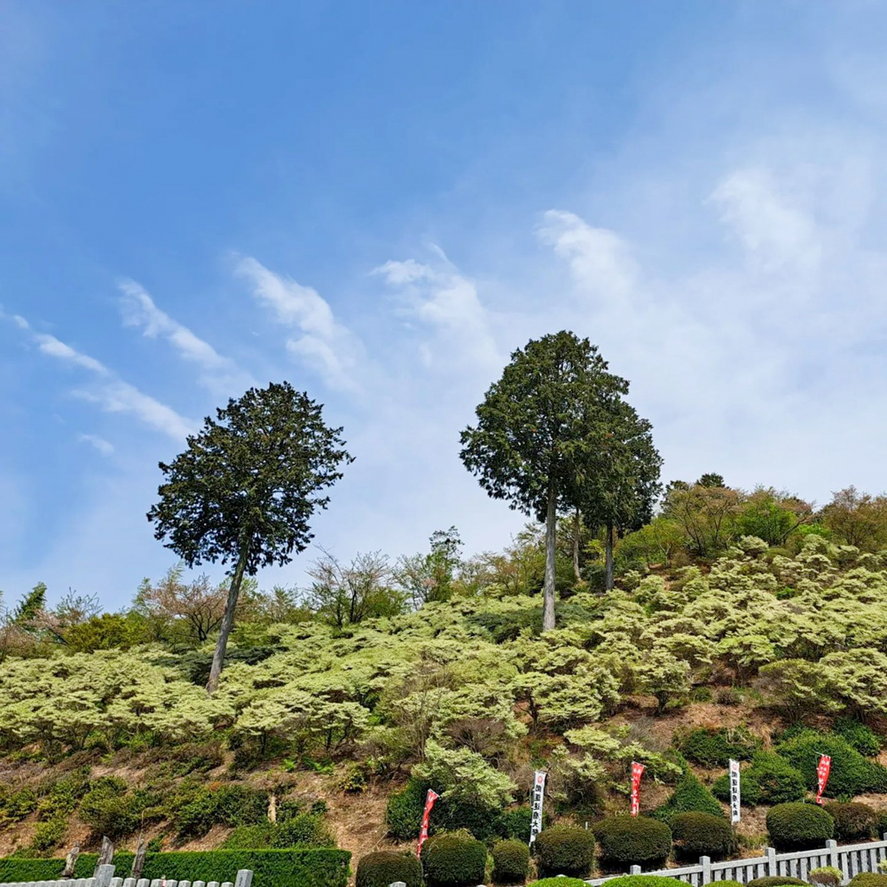 岐阜大龍寺、どうだんつつじ、春の花一般公開、4月春の花、岐阜県岐阜市の観光・撮影スポットの名所