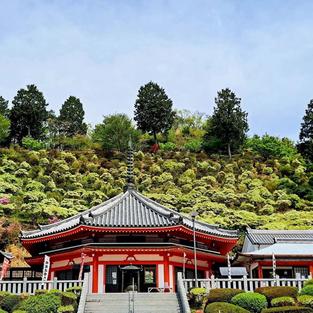 岐阜大龍寺、どうだんつつじ、春の花一般公開、4月春の花、岐阜県岐阜市の観光・撮影スポットの名所