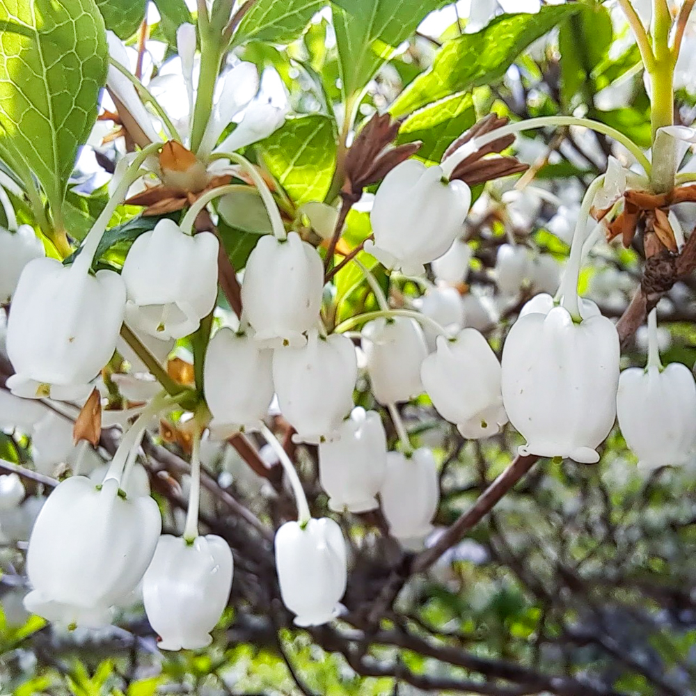 岐阜大龍寺、どうだんつつじ、春の花一般公開、4月春の花、岐阜県岐阜市の観光・撮影スポットの名所