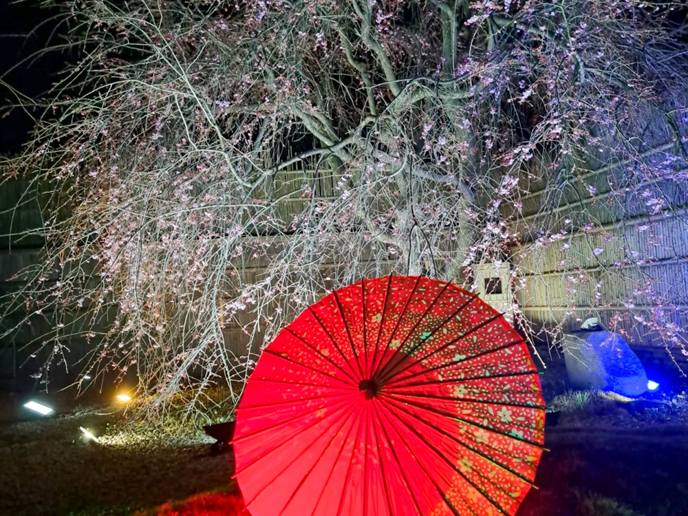 妙乗院、しだれ桜、ライトアップ、3月春の花、愛知県東海市の観光・撮影スポットの名所