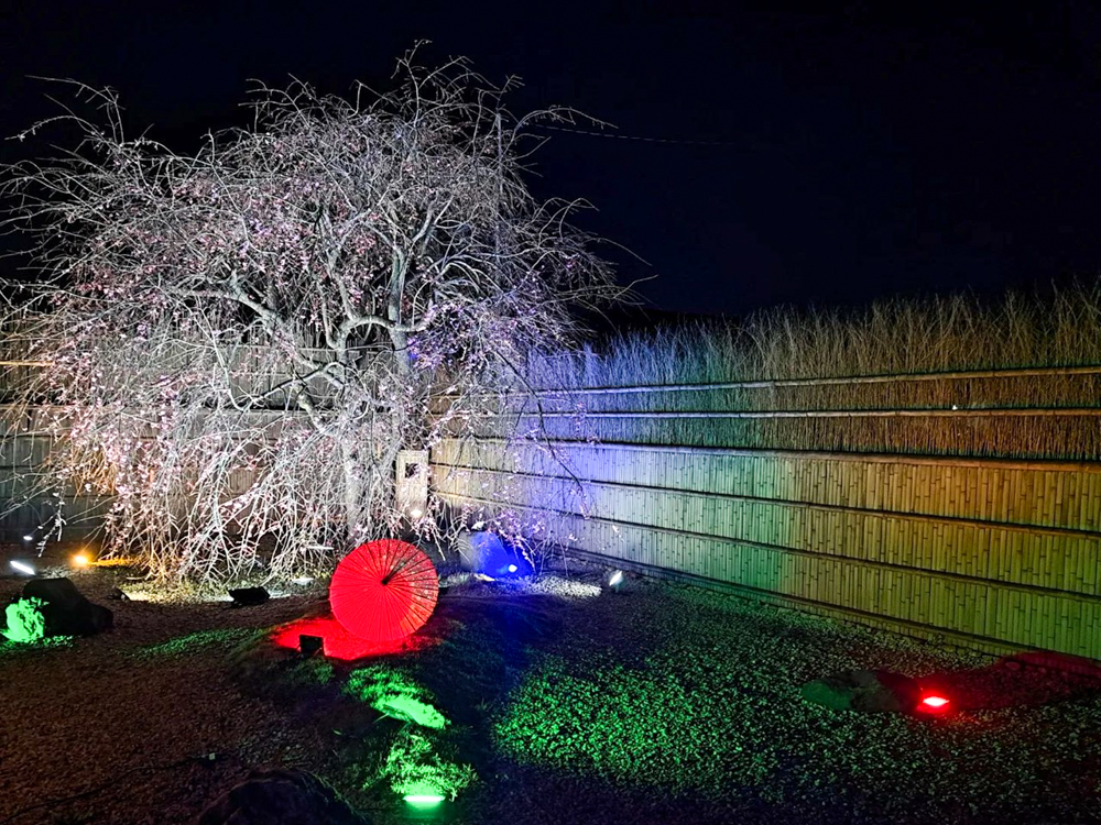 妙乗院、しだれ桜、ライトアップ、3月春の花、愛知県東海市の観光・撮影スポットの名所