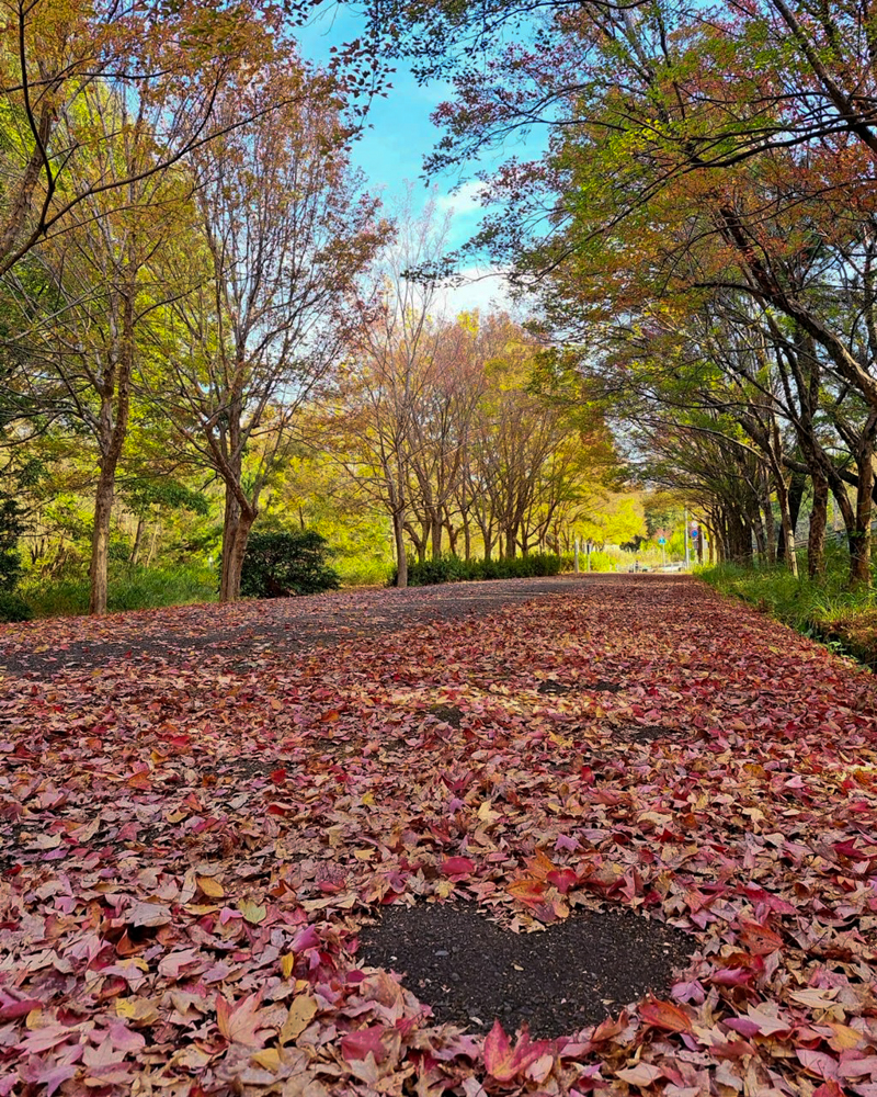 小幡緑地、紅葉、11月秋、名古屋市守山区の観光・撮影スポットの画像と写真