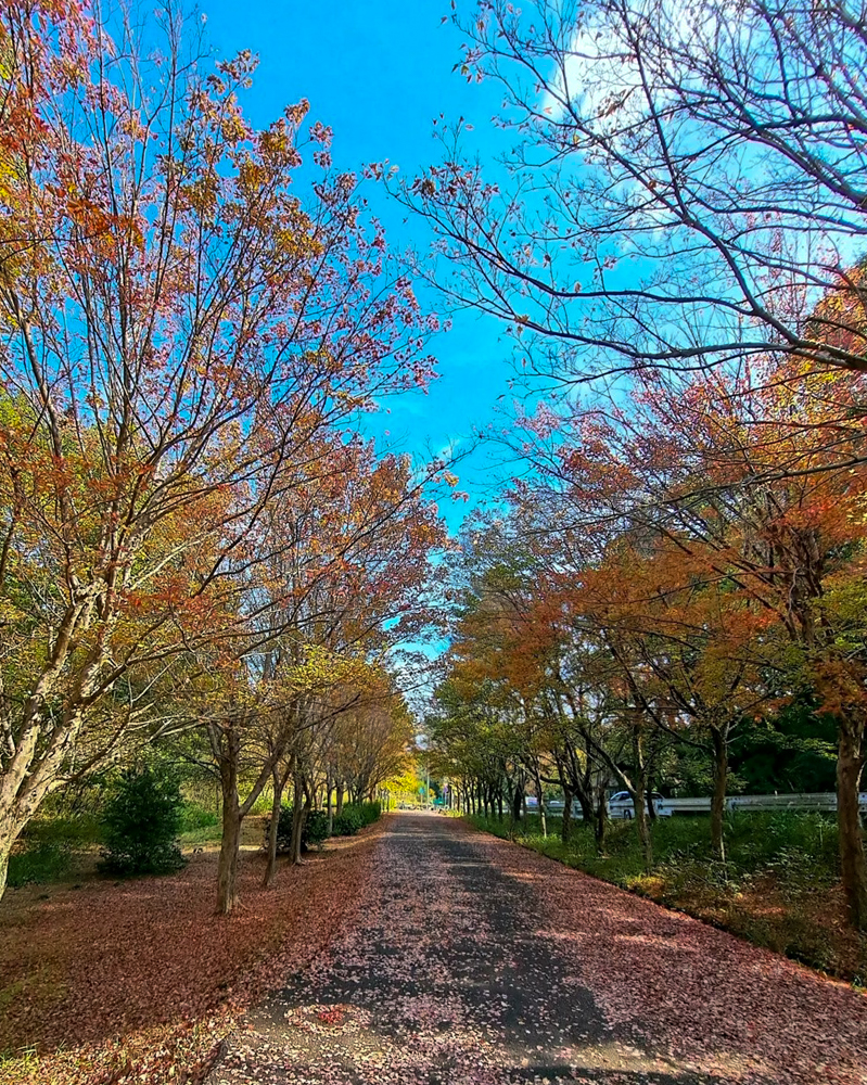 小幡緑地、紅葉、11月秋、名古屋市守山区の観光・撮影スポットの画像と写真