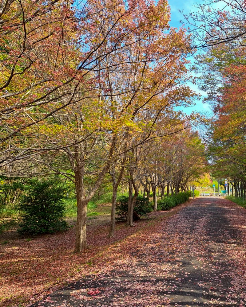 小幡緑地、紅葉、11月秋、名古屋市守山区の観光・撮影スポットの画像と写真