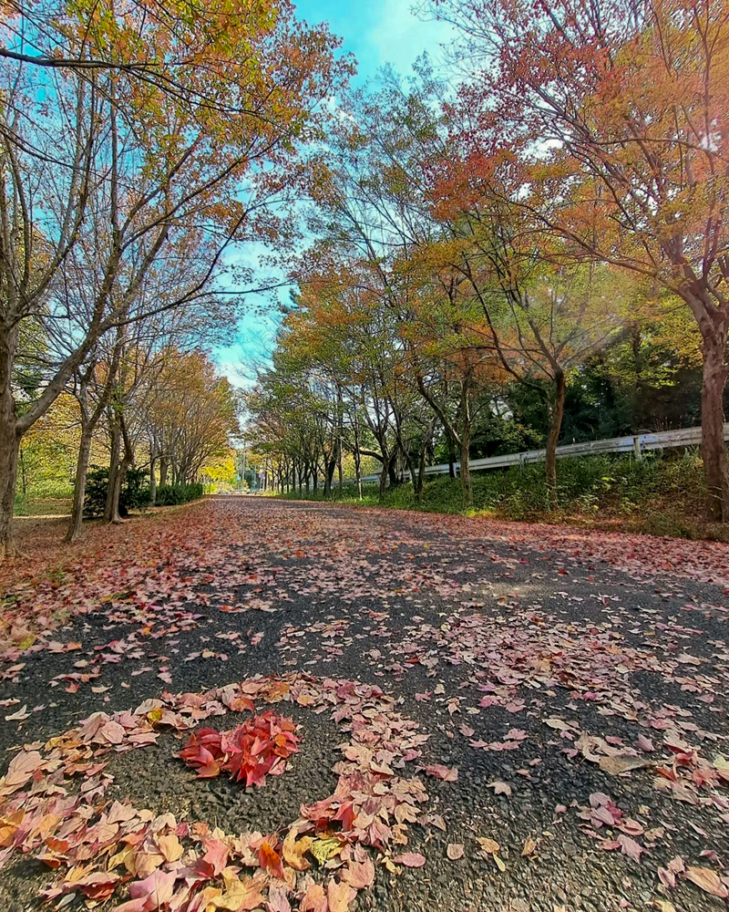 小幡緑地、紅葉、11月秋、名古屋市守山区の観光・撮影スポットの画像と写真