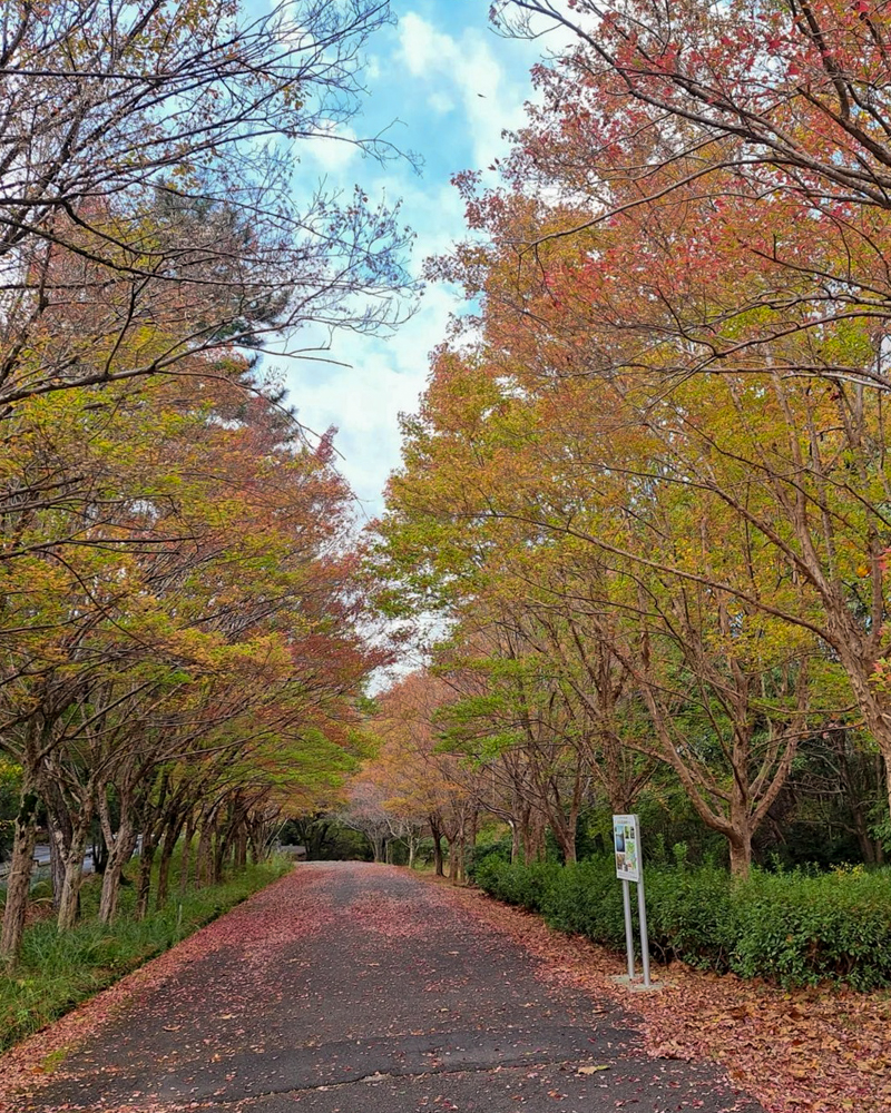 小幡緑地、紅葉、11月秋、名古屋市守山区の観光・撮影スポットの画像と写真