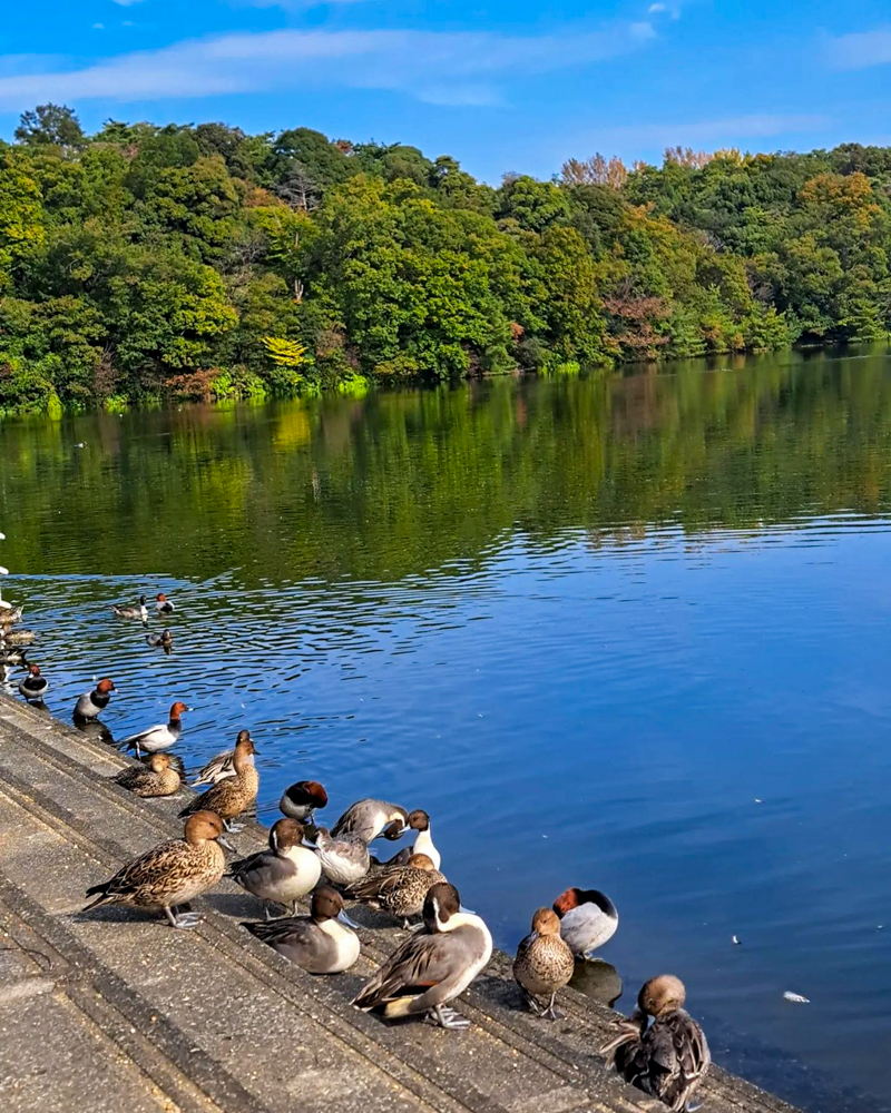 小幡緑地、紅葉、11月秋、名古屋市守山区の観光・撮影スポットの画像と写真