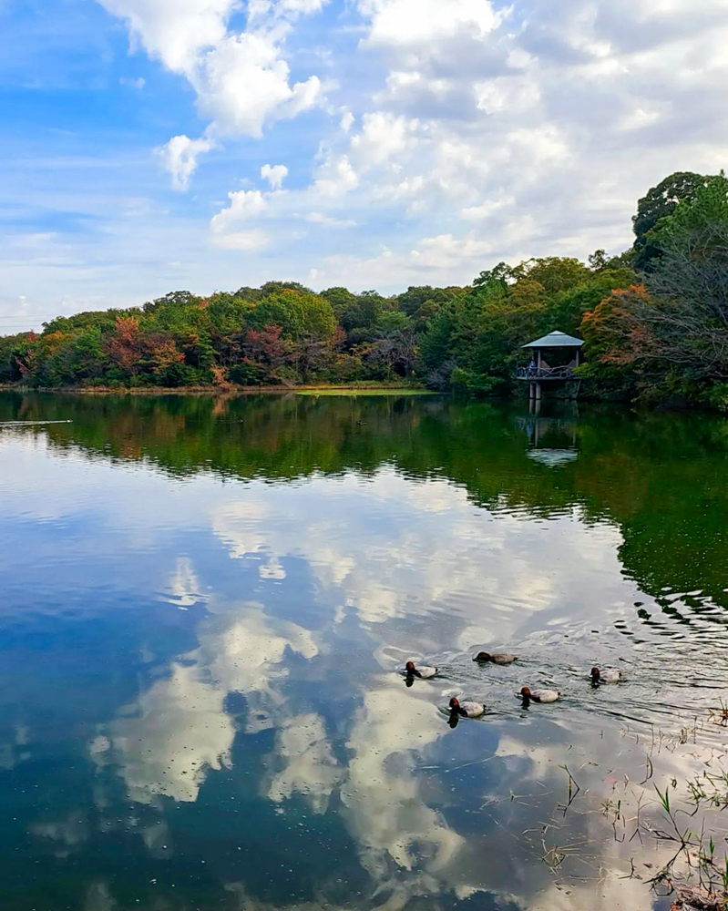 小幡緑地、紅葉、11月秋、名古屋市守山区の観光・撮影スポットの画像と写真