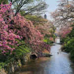 御用水跡街園、八重桜、4月の春の花、名古屋市北区の観光・撮影スポットの名所