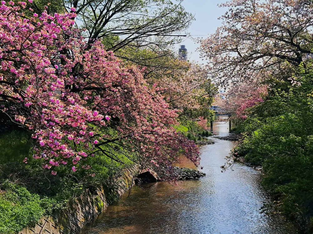 御用水跡街園、八重桜、4月の春の花、名古屋市北区の観光・撮影スポットの名所