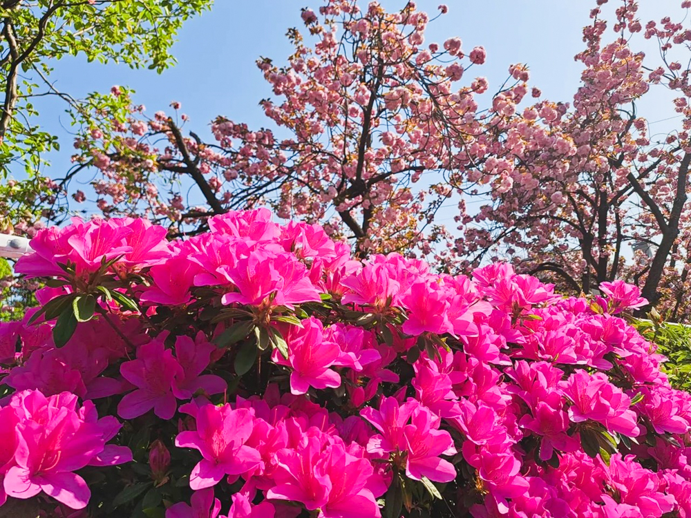 御用水跡街園、4月の春の花、名古屋市北区の観光・撮影スポットの名所