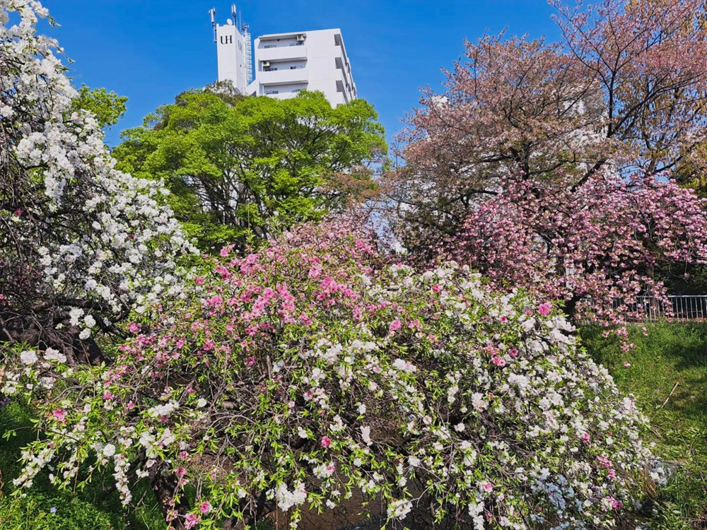 御用水跡街園、4月の春の花、名古屋市北区の観光・撮影スポットの名所