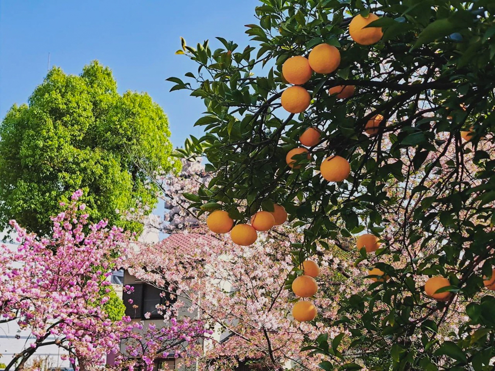 御用水跡街園、みかん、4月の春の花、名古屋市北区の観光・撮影スポットの名所