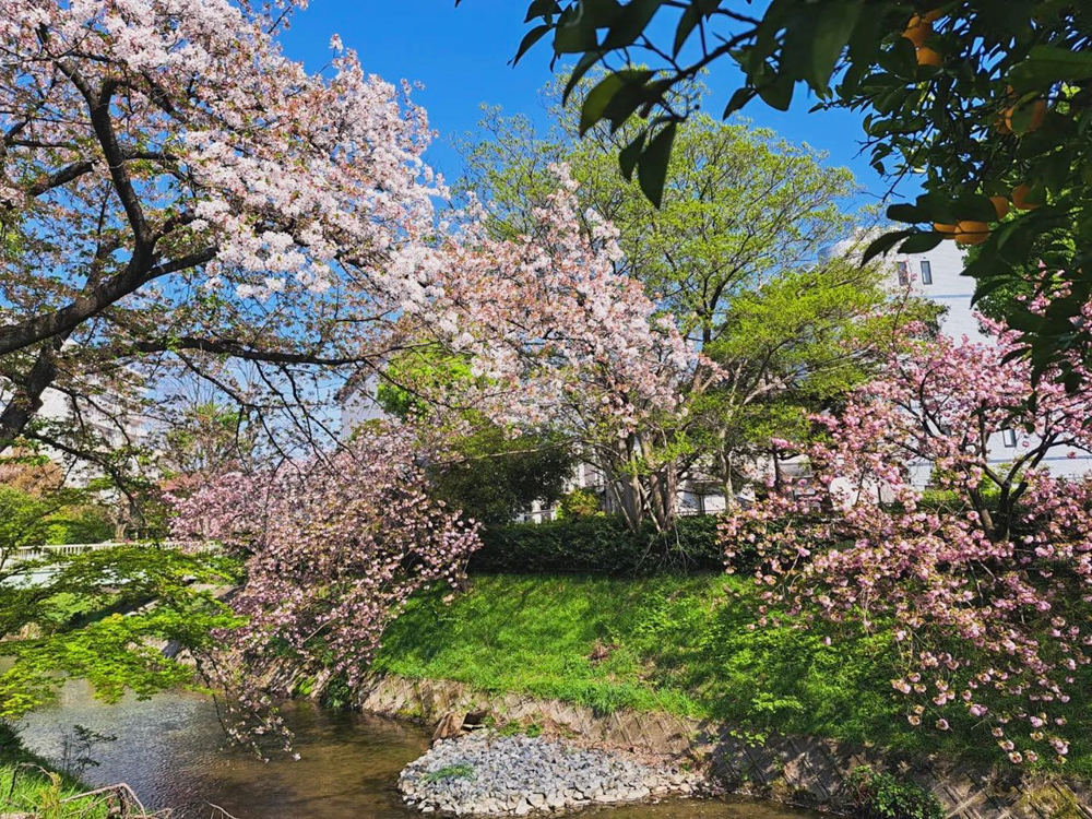 御用水跡街園、八重桜、4月の春の花、名古屋市北区の観光・撮影スポットの名所