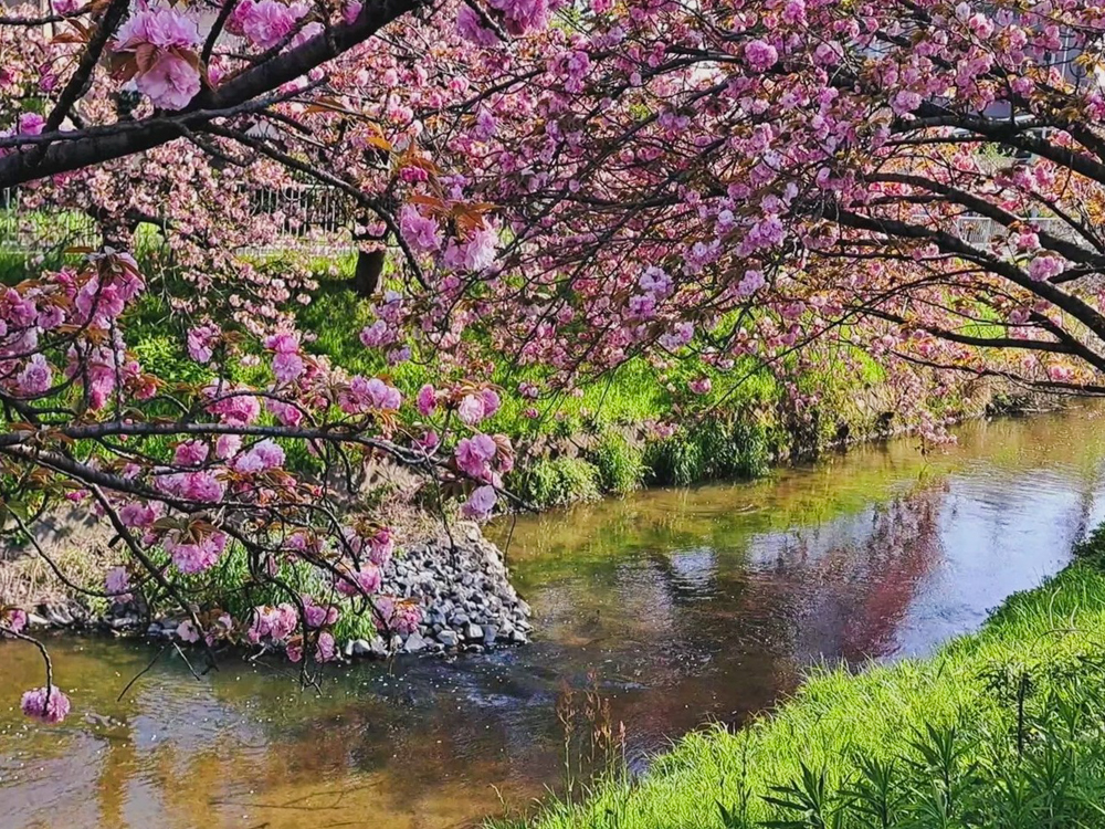 御用水跡街園、八重桜、4月の春の花、名古屋市北区の観光・撮影スポットの名所