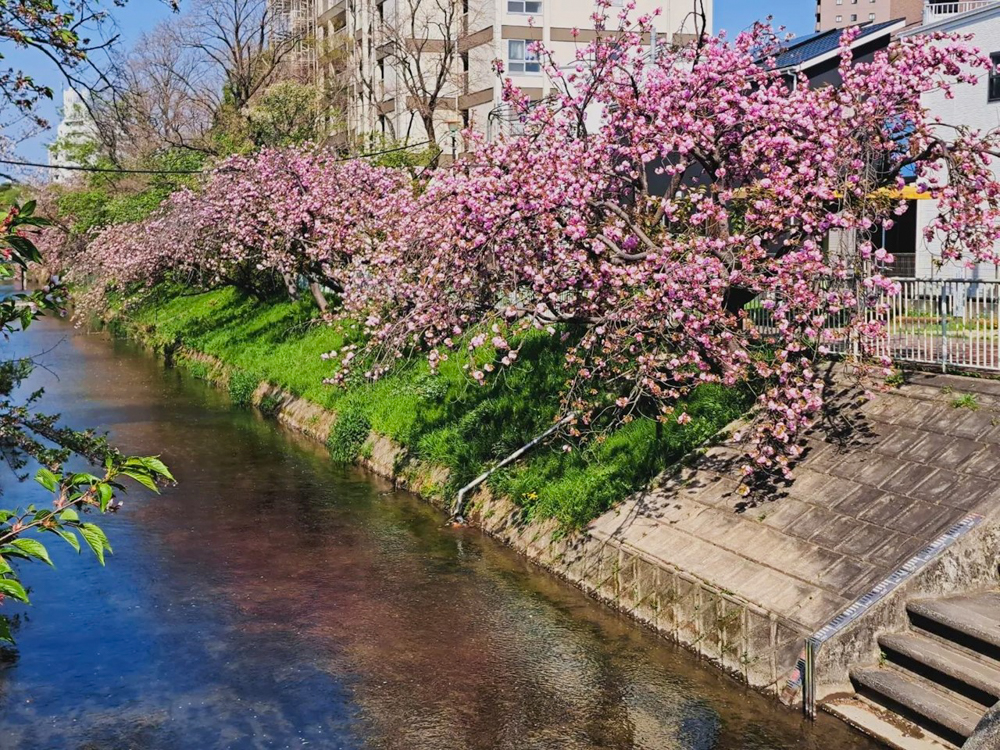 御用水跡街園、八重桜、4月の春の花、名古屋市北区の観光・撮影スポットの名所