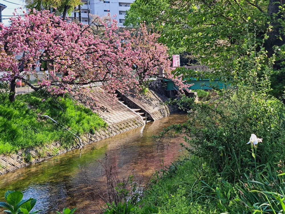 御用水跡街園、八重桜、4月の春の花、名古屋市北区の観光・撮影スポットの名所