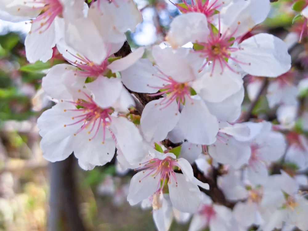 徳川園、桜、3月の春の花、名古屋市東区の観光・撮影スポットの画像と写真