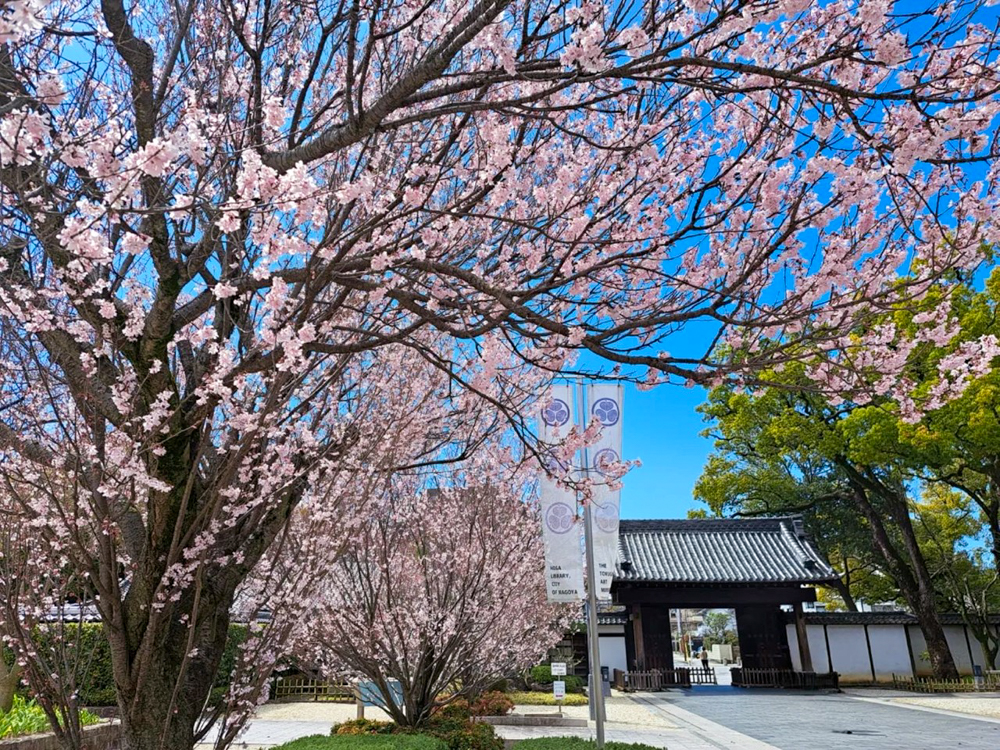 徳川園、桜、3月の春の花、名古屋市東区の観光・撮影スポットの画像と写真