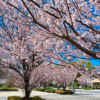 徳川園、桜、3月の春の花、名古屋市東区の観光・撮影スポットの画像と写真