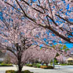 徳川園、桜、3月の春の花、名古屋市東区の観光・撮影スポットの画像と写真