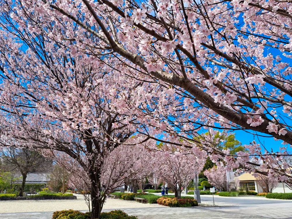 徳川園、桜、3月の春の花、名古屋市東区の観光・撮影スポットの画像と写真