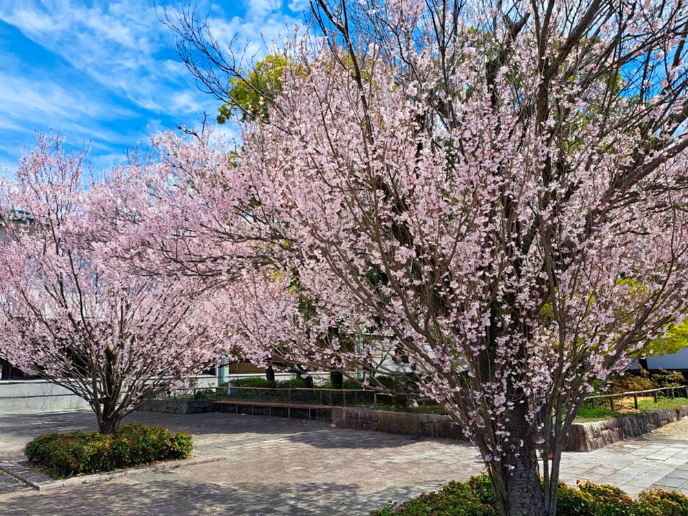 徳川園、桜、3月の春の花、名古屋市東区の観光・撮影スポットの画像と写真