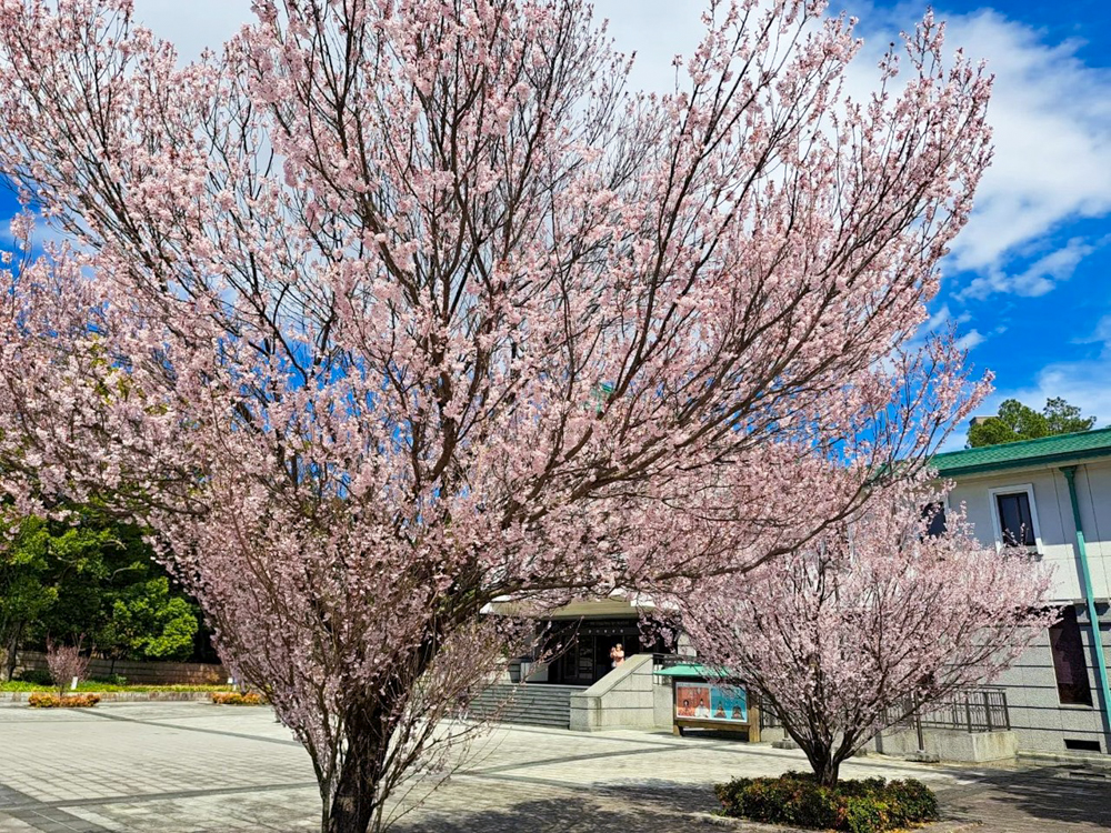 徳川園、桜、3月の春の花、名古屋市東区の観光・撮影スポットの画像と写真