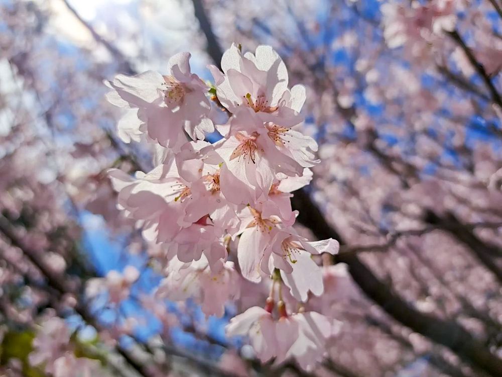 徳川園、桜、3月の春の花、名古屋市東区の観光・撮影スポットの画像と写真