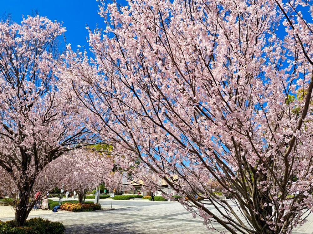 徳川園、桜、3月の春の花、名古屋市東区の観光・撮影スポットの画像と写真