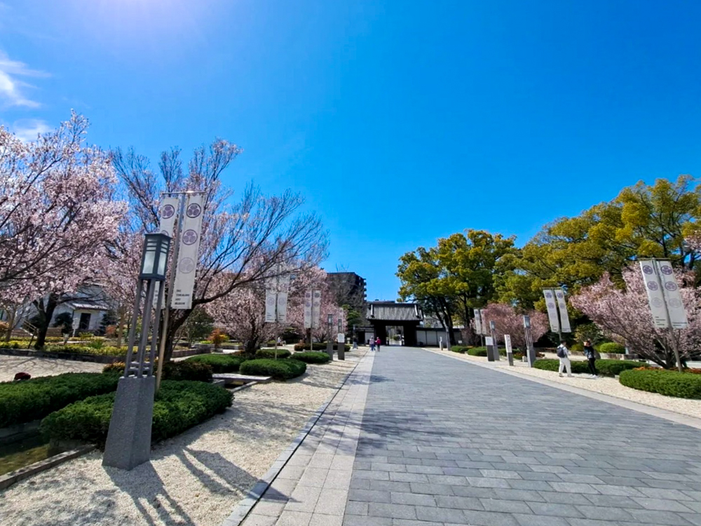 徳川園、桜、3月の春の花、名古屋市東区の観光・撮影スポットの画像と写真